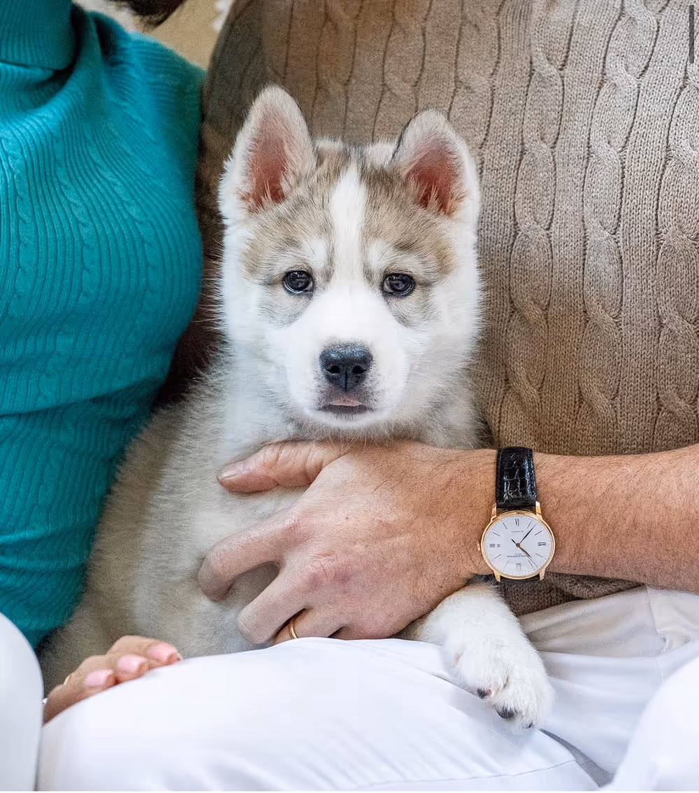 Theodore as a puppy, held on his owner's lap