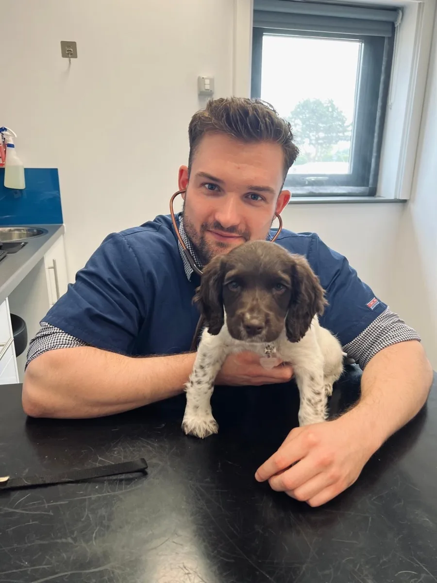 Dr Alex Crow, veterinary surgeon, examining a spaniel puppy